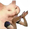 CatWhy CatWhy