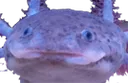 axoweird