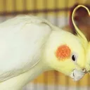 bird_heart_1