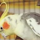 bird_heart_2