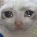 SadCat SadCat