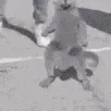 catwhip