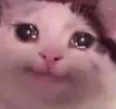 sadcat