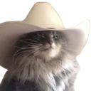cowboycat cowboycat