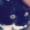 CatCursed