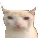 catwhy