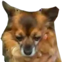 teemothedog teemothedog