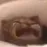 bccatcry