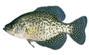 crappie