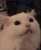 Meow Meow