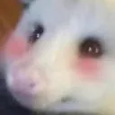 BlushOpossum BlushOpossum