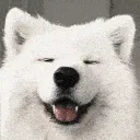 dogge2 dogge2
