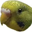 plantyBirb
