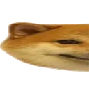 cooldog1