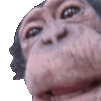 monkey