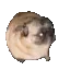bigboi