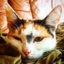 Mini_cat Discord Emoji