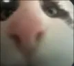 hp_Jerry