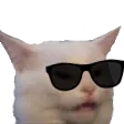 wutcat1 wutcat1