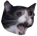 Sadcatdistorted