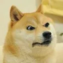 doge_mad
