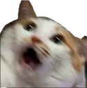 shookcat