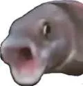 pogfish