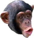 pogchimp