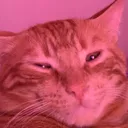 pinotthecat Discord Emoji