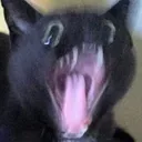AAAAHH AAAAHH
