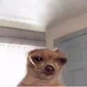 highdog