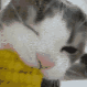 OUA_CatCorn