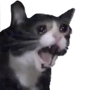 cat_meoooooooow