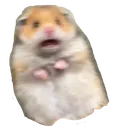 Hamster