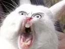 6b8981ea0b4d45535351b57e4b0d4629