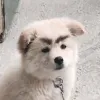 angydoggo