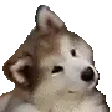 aDoggoWagFast