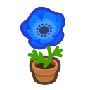 bluewindflower