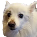Doggo_Stare Doggo_Stare