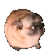 pug