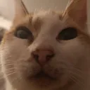 rule34cat