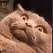 ohnoes