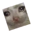 cat_crycatspin