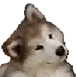 confused_dog