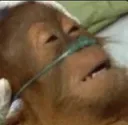 deadziano deadziano