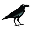 raven