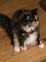 catSitting
