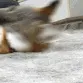 rolloverfox rolloverfox