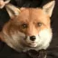 brushfurfox brushfurfox