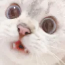 cat_wha Discord Emoji